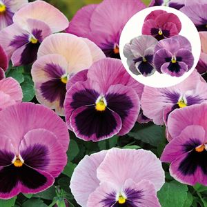 Afbeelding van Viola P9 Grootbloemig Pink blotch